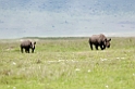 Ngorongoro Nasehorn med unge02